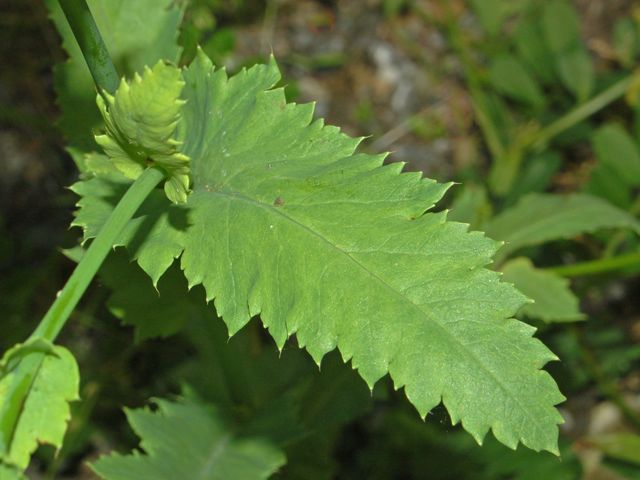 Papaver setigerum / Papavero setoloso